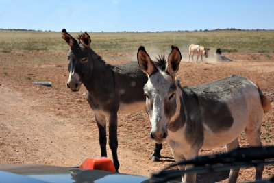 Wild Burros - The Friendlier Ones