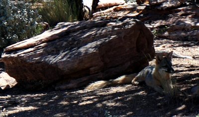 Desert Fox