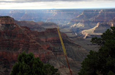 Point Sublime - North Rim Grand Canyon N.P., AZ