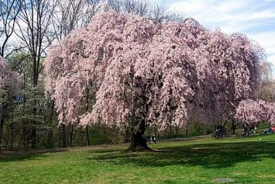 Same tree. April 2003