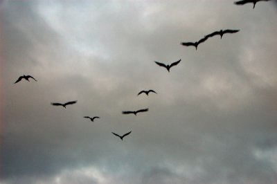 DSC_8530.JPG