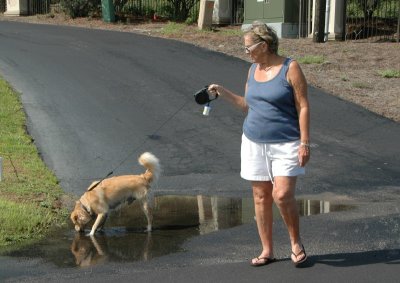 Surf?  No.  Barney prefers puddles.