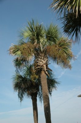 DSC_7732.JPG