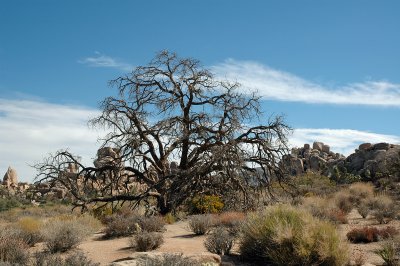 Joshua Tree Camping Trip