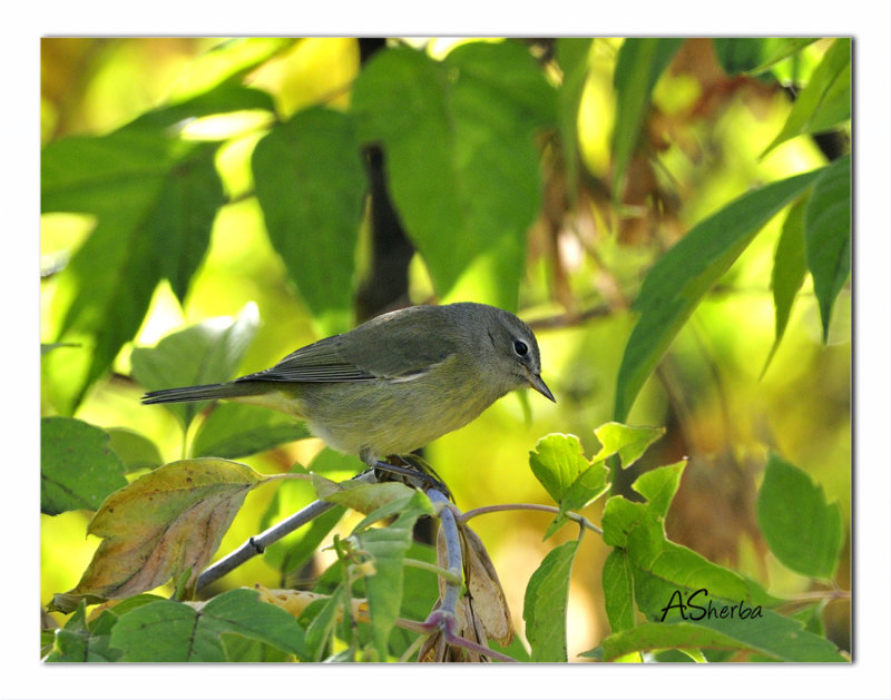 Orange Crowned Warbler
