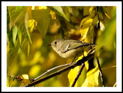 Ruby Crowned Kinglet