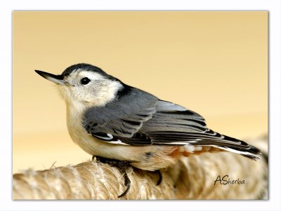 White-Breasted-NuthatchSept.jpg