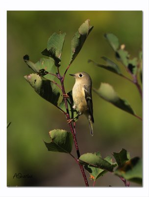 Ruby-Crowned-Kinglet.jpg