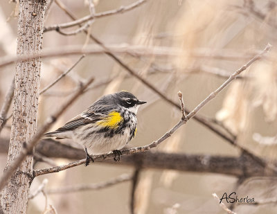 Myrtle-YR-Warbler.jpg