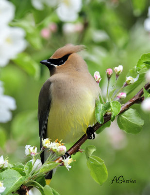 WaxwingJune52009.jpg