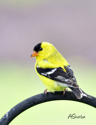 malegoldfinch.jpg