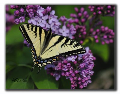 2009Swallowtail.jpg