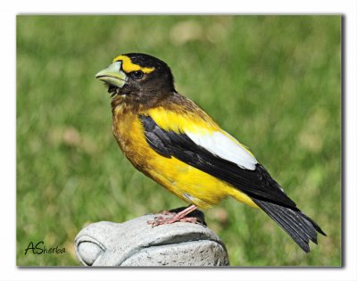 July2009EveningGrosbeak.jpg