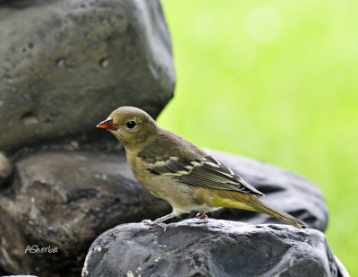 Western Tanager (female or fledgling)