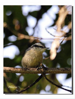 Red-BreastedNuthatchFledgling copy.jpg