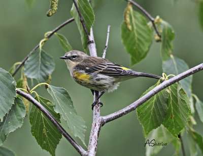 YellowRumpedWarbler.jpg