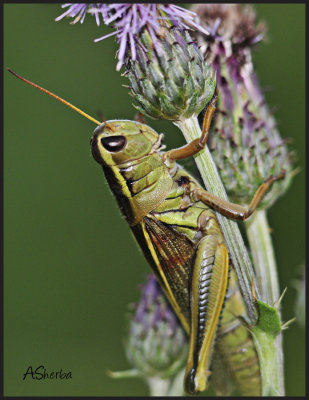 GrasshopperonThistle.jpg