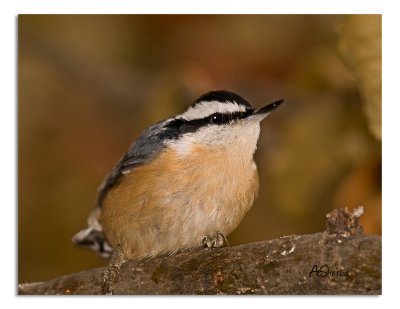 Red-Breasted-Nuthatch.jpg