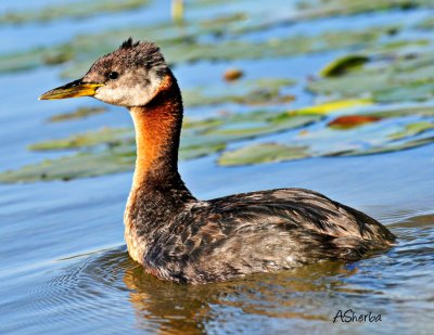 Red-Necked Grebe