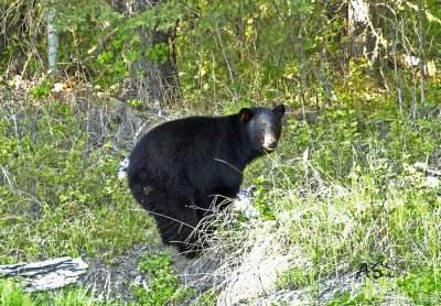 BLACKBEARMAY312008.jpg