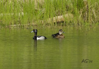 RingNeckedDuckJun22008.jpg