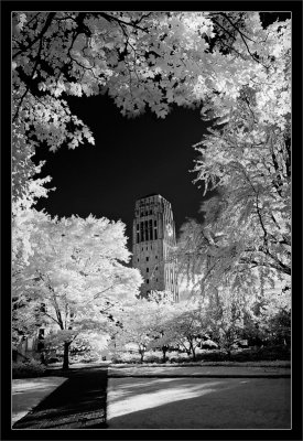 Tower Through the Trees
