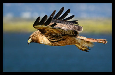 Red-Tailed Fly-By