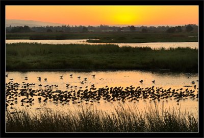 Resting Dowitchers at Sunset