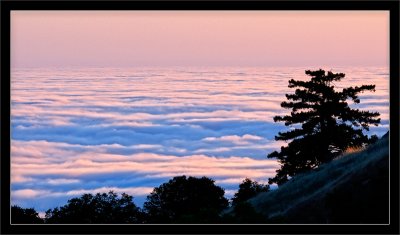 Marine Layer and Trees at Sunset