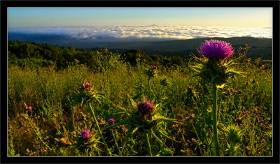 Milk Thistle Sunrise