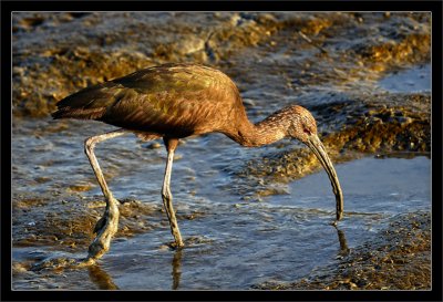 Ibis in the Mud