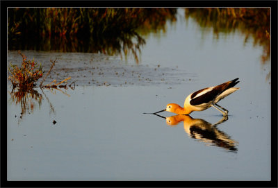 Avocet: Ready for Takeoff