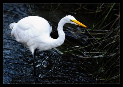 Freshwater Foraging