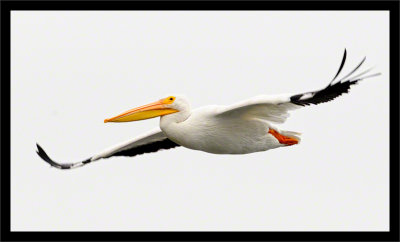 Gliding Pelican