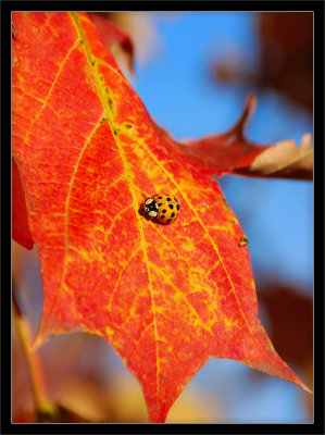Fall Ladybug