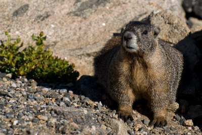 Yellow-bellied Marmot on Mount Evans