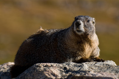 Yellow-bellied Marmot on Mount Evans