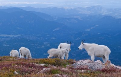 Mountain Goats On Mount Evans