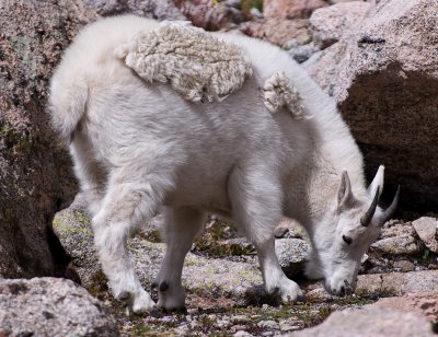 Mountain Goats On Mount Evans