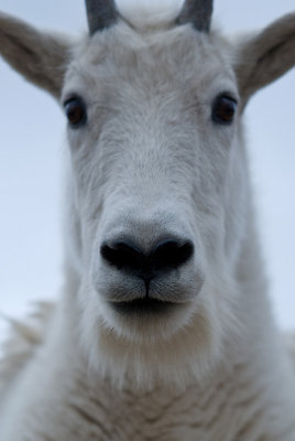 Mountain Goats On Mount Evans