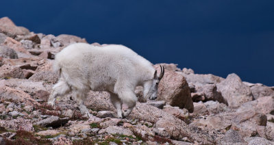 Mountain Goats On Mount Evans