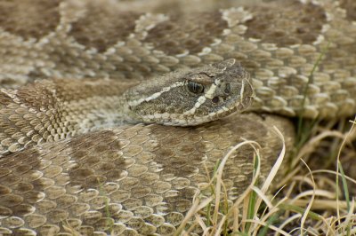Western Rattlesnake