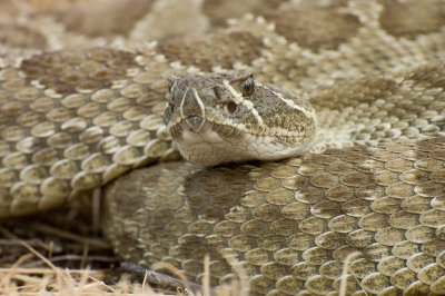 Western Rattlesnake