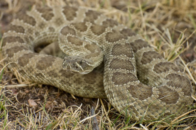 Western Rattlesnake