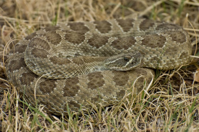 Western Rattlesnake