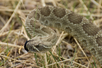 Western Rattlesnake