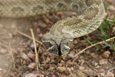 Western Rattlesnake