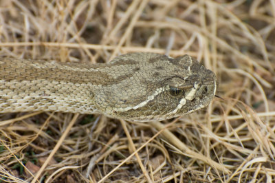 Western Rattlesnake