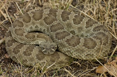 Western Rattlesnake