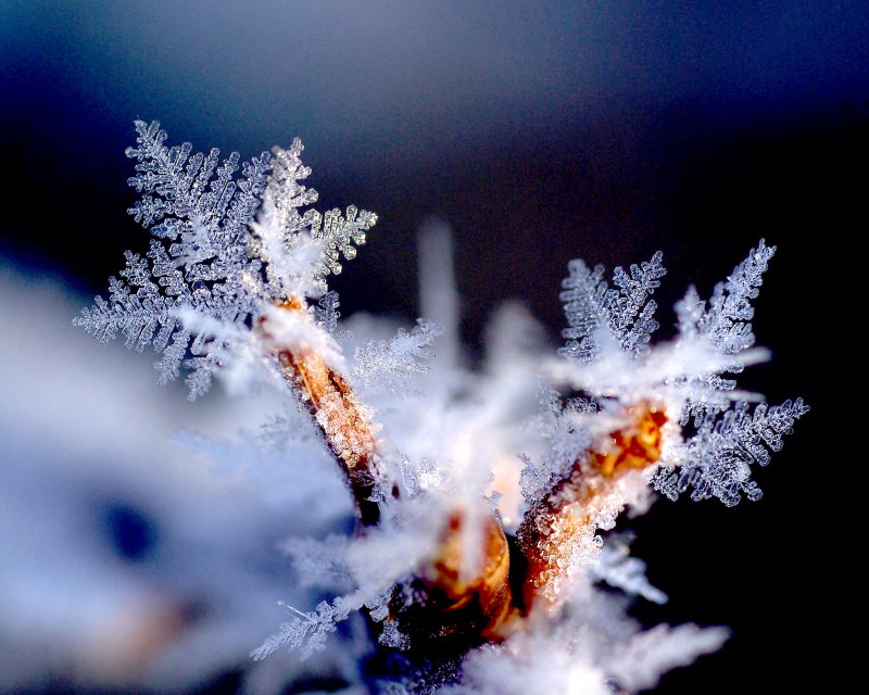 FrostFlake3.jpg